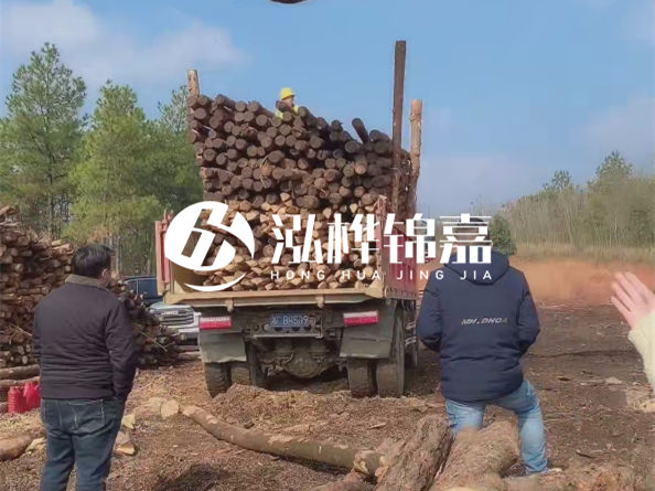 湖北松木樁，林場(chǎng)直供質(zhì)量有保障嗎？